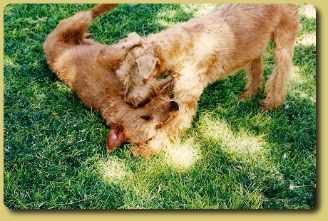 Spielende Hunde
