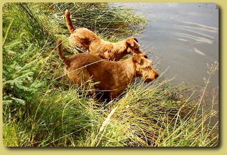 2 Irish Terrier