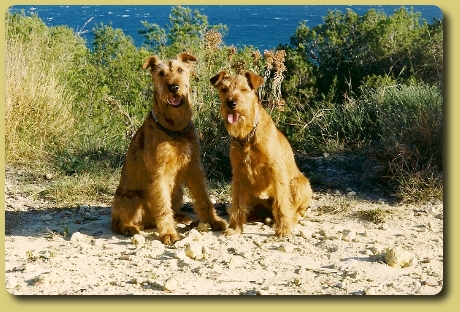 Rocky und Inka